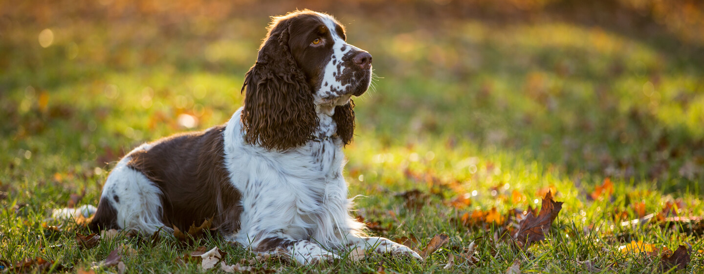 Gun dog store